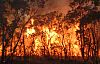 Sorkun’da Orman Yangını